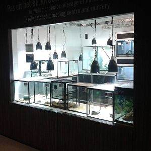 Reptile raising room