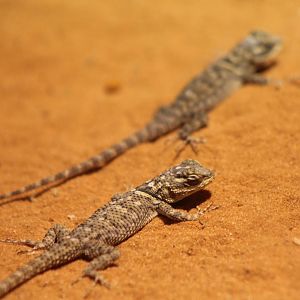 Young Blue spiny lizards