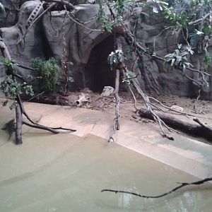 Caiman enclosure