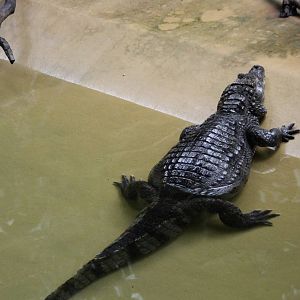 Spectacled caiman