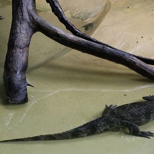 Spectacled caiman