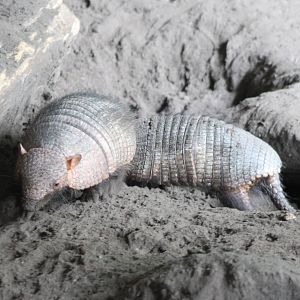 Armadillos