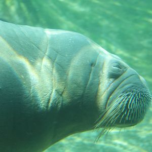 Pacific walrus