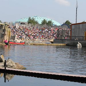 Walrus enclosure during show.