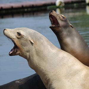 California sea lions.