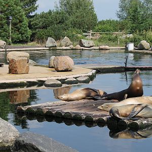 California sea lion enclosure