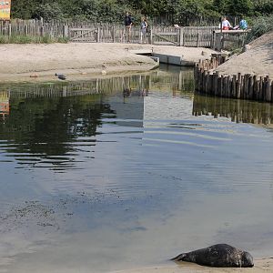 Grey seal enclosure