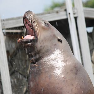 Steller's sea lion
