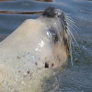 Male steller's sea lion