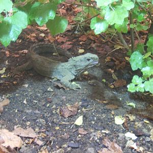 Tuatara