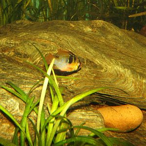 Blue Butterfly Cichlid (Mikrogeophagus ramirezi)