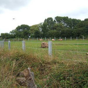 Re-styled Elephant grass paddock