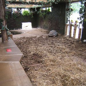 New Giant Tortoise indoors