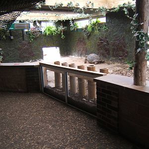 New Giant Tortoise indoors