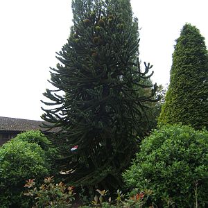 Monkey Puzzle Tree