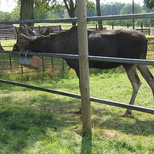 European Moose