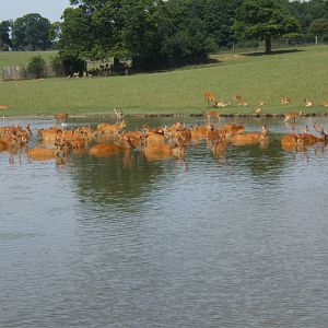 Barasingha