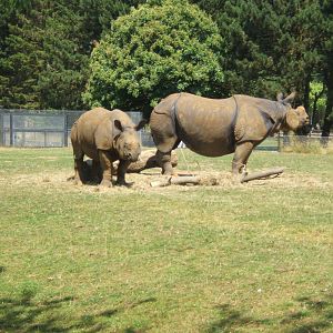 Indian Rhino`s