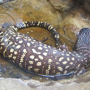 Rio Fuerte Beaded Lizard