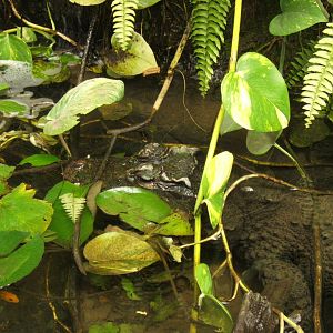 West African Dwarf Crocodile