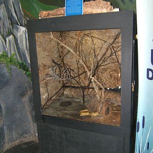 Harvest Mouse exhibit