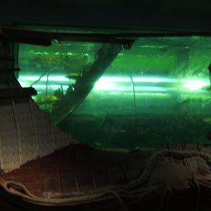 View of main tank with tunnel