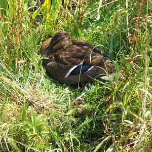 Mallard at ZSL Whipsnade
