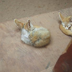 Fennec Fox`s