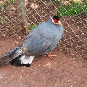 Blue-eared Pheasant