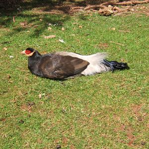 Brown-eared Pheasant