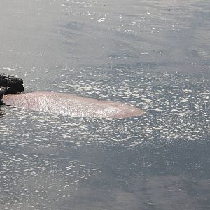 Common Hippopotamus West Midlands Safari Park 29th July 2014
