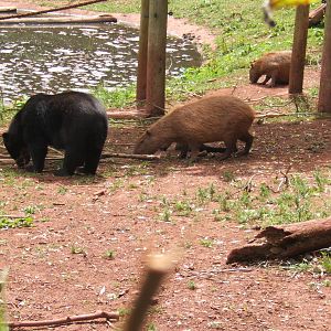 Spectacled Bear and Capybara