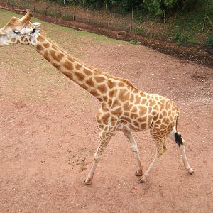 Kordofan Giraffe