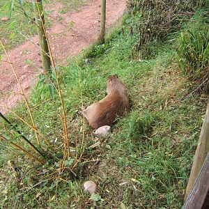 Capybara