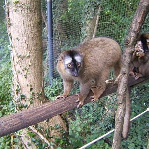 Red-fronted Lemur