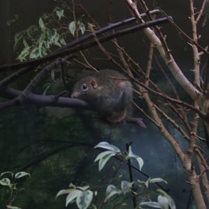 Belanger`s tree Shrew