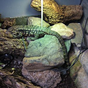 Argentine Tegu