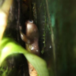 Californian Climbing Salamander