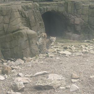 Snow Leopard cubs