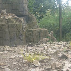 Snow Leopard`s