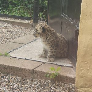 Snow Leopard Cub