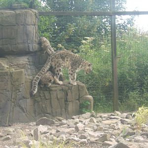Snow Leopard and cubs