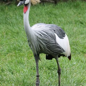 Crowned crane