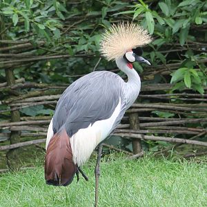 Crowned crane