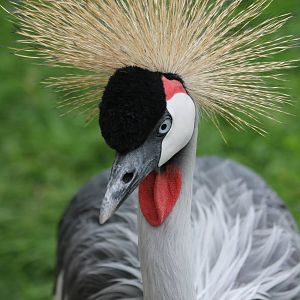 Crowned crane