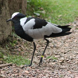 Blacksmith plover