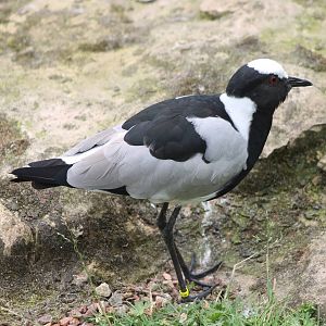Blacksmith plover