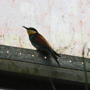 European bee-eater
