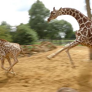 Reticulated giraffes (galloping) : Whipsnade : 27 Jul 2014 (+video)