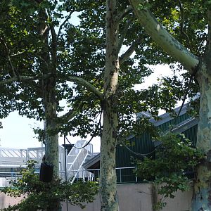 Sumatran Orangutan/Lar Gibbon Enclosure